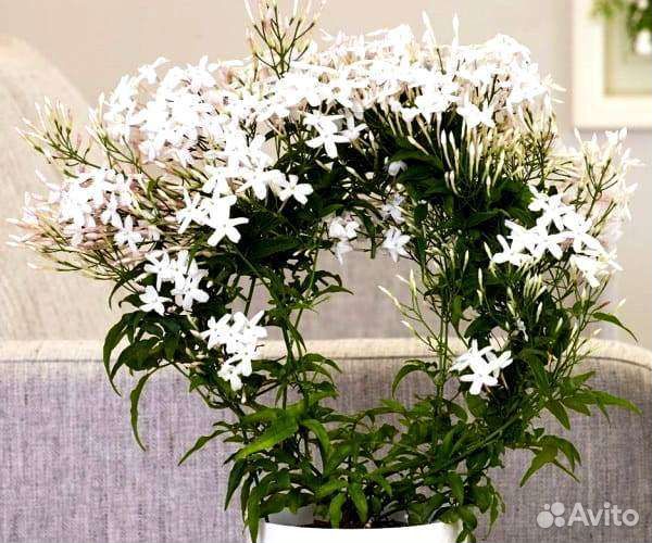 Ночной душистый жасмин/срез