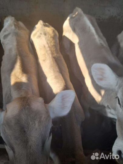 Домашние животные бычки