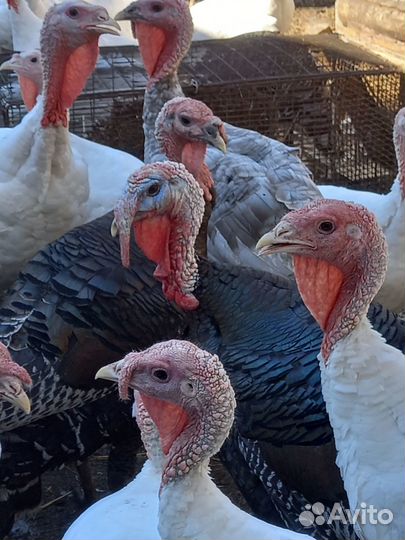 Семья бронзовых индюков