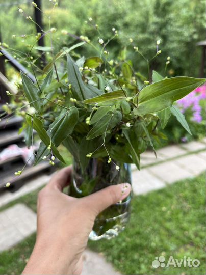 Традесканция