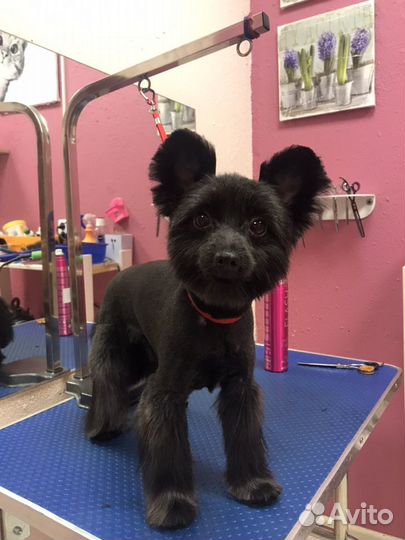 Стрижка собак в приморском районе