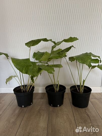 Калатея нетворк