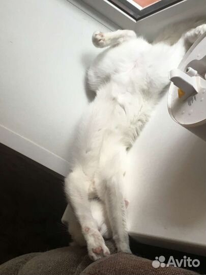 Кошка в добрые руки