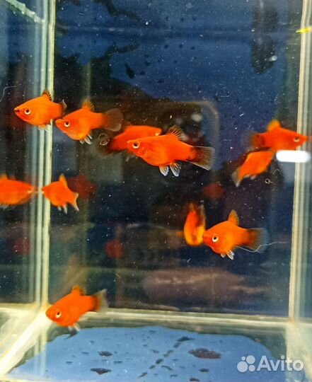 Аквариумные рыбки и растения