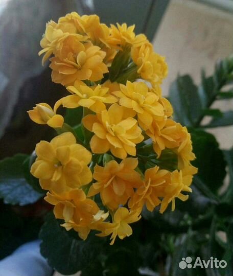 Каланхоэ махровые