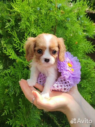 Кавалер кинг чарльз спаниель малыши мини