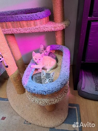 Передержка вашей киски/кисок