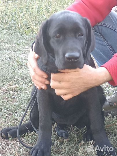 Щенки лабрадора из питомника