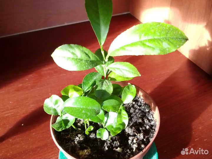 Мандариновое дерево