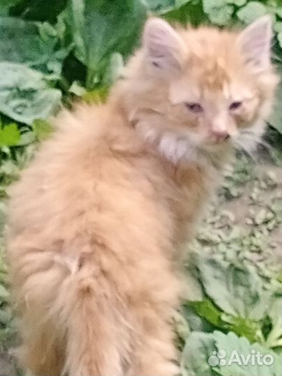 Котенок 2 месяца