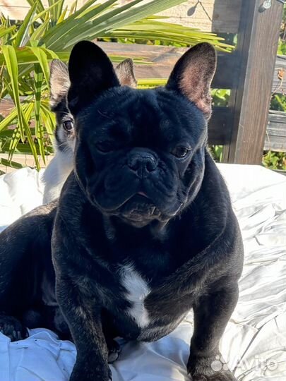 Французский бульдог