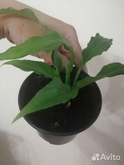 Спатифиллум