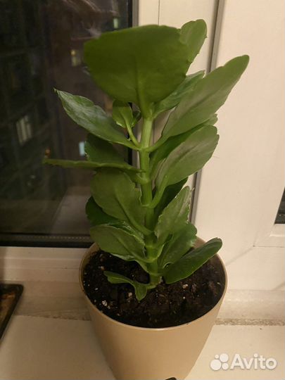 Черенки каланхоэ