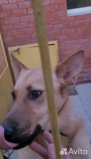 Красивая рыжая собака бесплатно в добрые руки