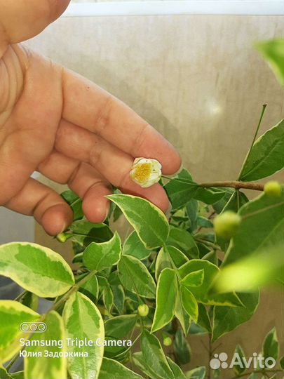 Мирт вариегатный крупнолистный