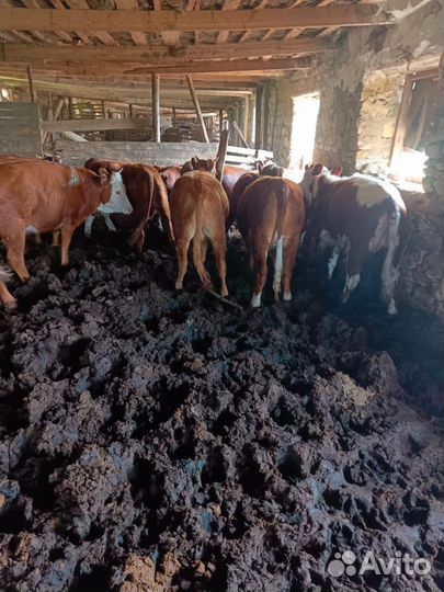 Тёлки мясом