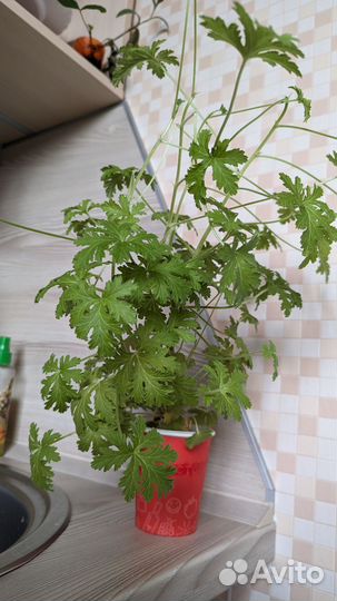 Пеларгония герань лимонная или душистая