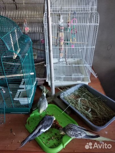 Продаётся пара Корелл с клетками и домиком