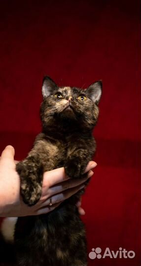 Кошка трехцветка