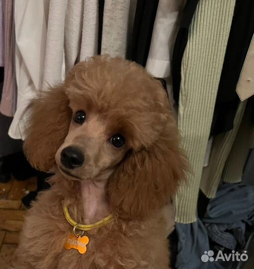 Вязка пудель