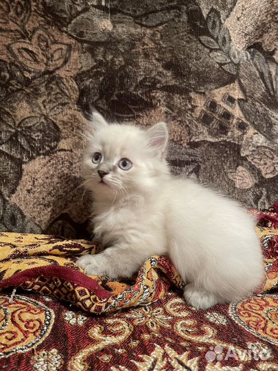 Отдадим котика