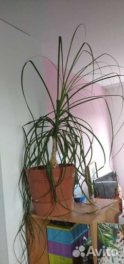 Бокарнея/нолина и другие растения