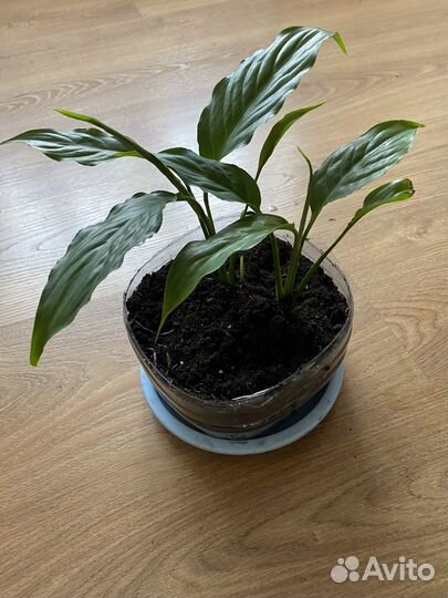 Спатифиллум