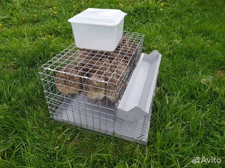Клетка для перепелов с перепелами