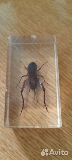Сувенир с насекомым