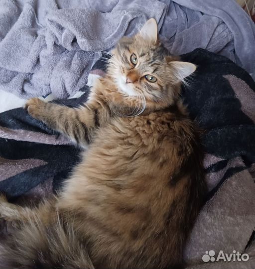 Порода сибирская кошка