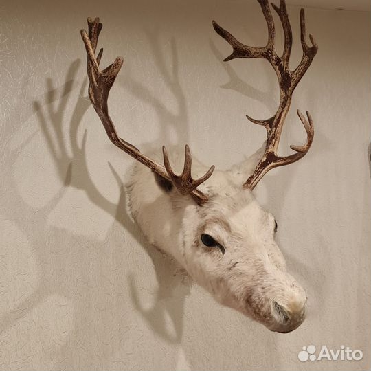 Чучело Голова оленя