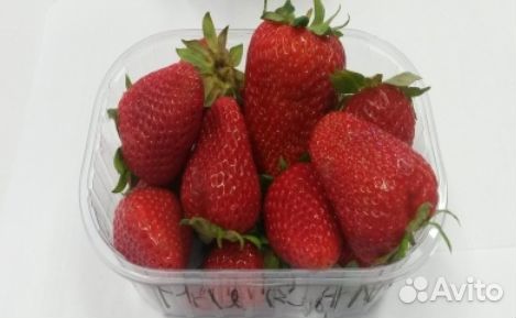 Клубника murano
