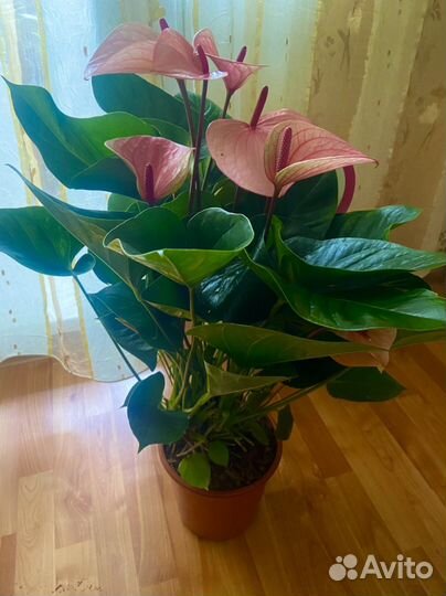 Антуриум Саммер love