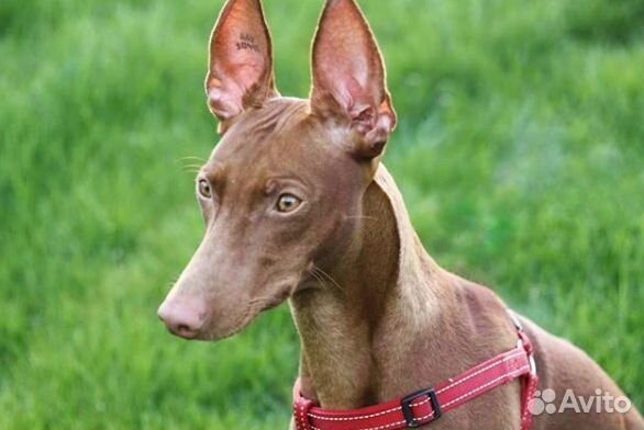 Приглашаем чирнеко