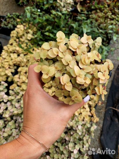 Каллизия разных сортов