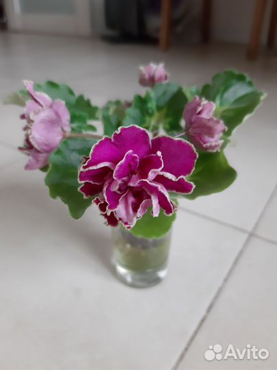 Фиалки сортовые