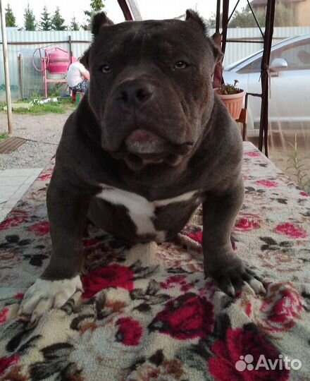 Американский булли экзот