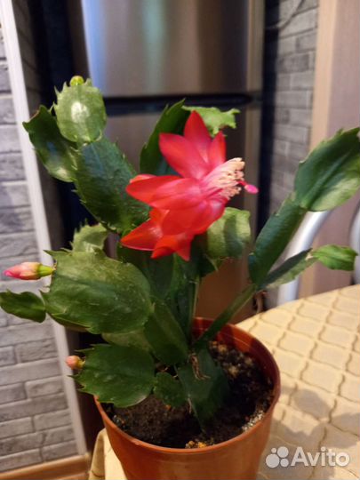 Декабристт красный