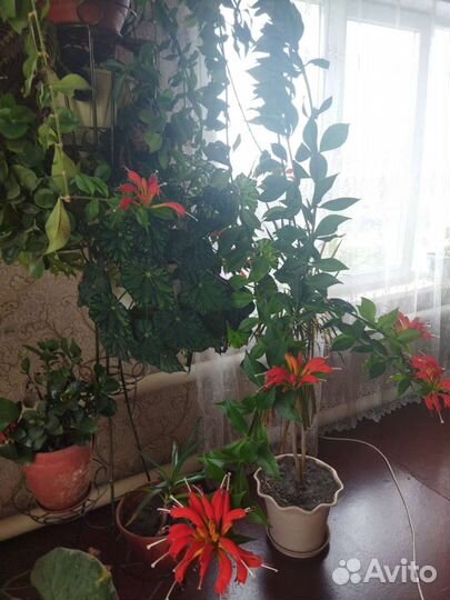 Эсхинантус