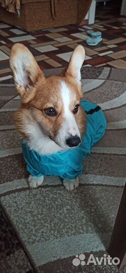 Дождевик для собак