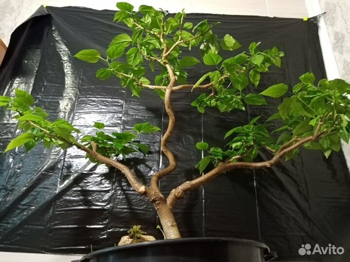 Гибискус.Китайская роза.Бонсай 20 лет