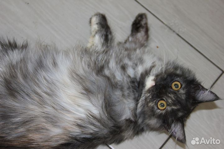 Котята пуховые