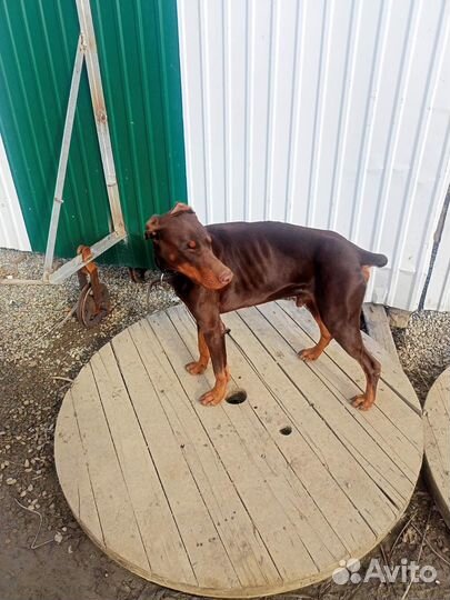 Доберману ищем хозяина, знающего эту породу