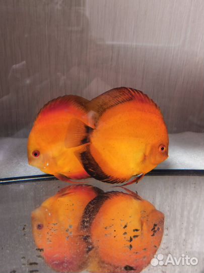 Продажа дискусов