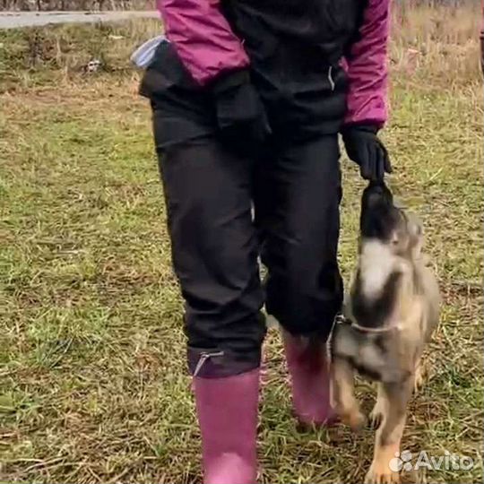 Дрессировка собак норматив ноузворк и выборка