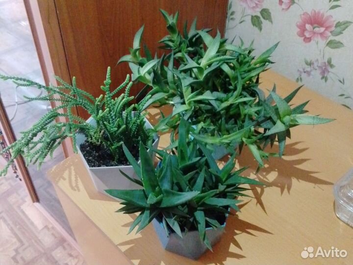 Суккулееты