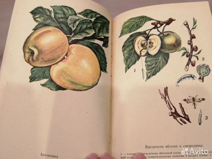 Сад огород приусадебное хозяйство