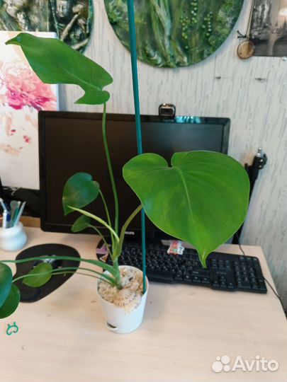 2 горшочка Монстера активно пошла в рост