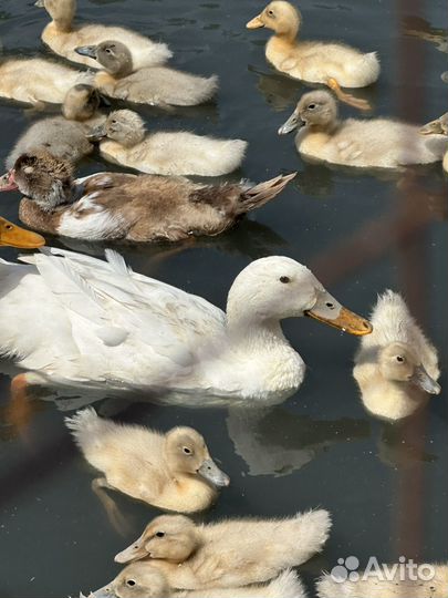 Пекинская утка