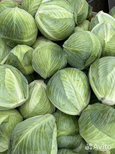 Капуста оптом